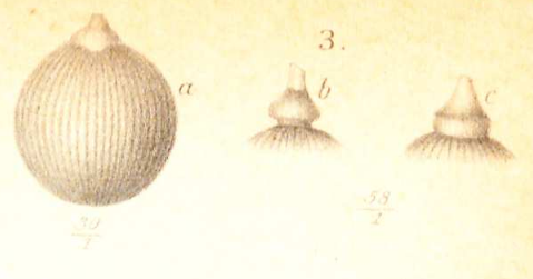Capitellina multistriata Marsson, 1878