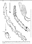 Tarificola bulbosus