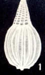 Parafissurina oblongiformis McCulloch, 1981