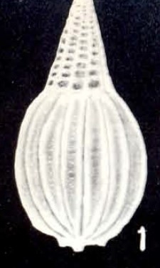 Parafissurina oblongiformis McCulloch, 1981