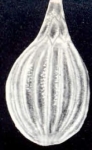 Fissurina orbicarinata McCulloch, 1981
