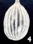 Parafissurina caledoniana McCulloch, 1981