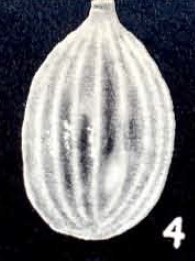 Parafissurina caledoniana McCulloch, 1981