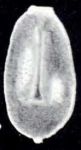 Parafissurina ruda McCulloch, 1981