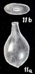 Parafissurina patuliformis McCulloch, 1981