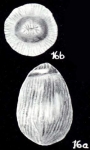 Parafissurina variata McCulloch, 1981