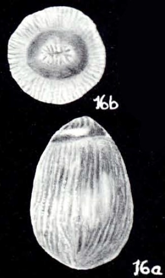 Parafissurina variata McCulloch, 1981