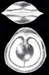 Fissurina lamellatiformis McCulloch, 1981