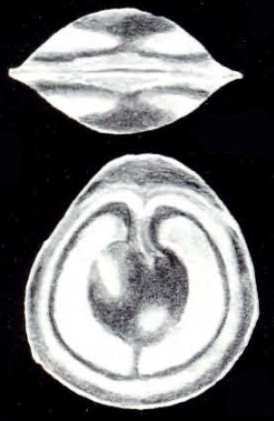 Fissurina lamellatiformis McCulloch, 1981
