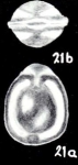Fissurina tobagoensis McCulloch, 1981