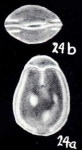 Parafissurina garyi McCulloch, 1981