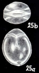 Parafissurina arubaensis McCulloch, 1981