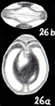 Parafissurina elcockiformis McCulloch, 1981