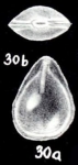 Esosyrinx (?) obturata McCulloch, 1981