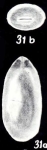 Marginulina augensiformis McCulloch, 1981
