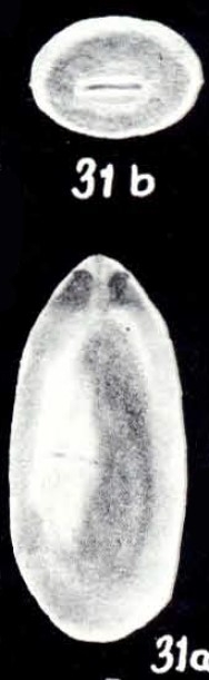 Marginulina augensiformis McCulloch, 1981