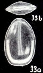 Polymorphina arubaensis McCulloch, 1981