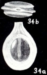 Frankinella longiformis McCulloch, 1981