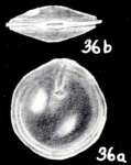 Pseudodimorphina arubaiana McCulloch, 1981