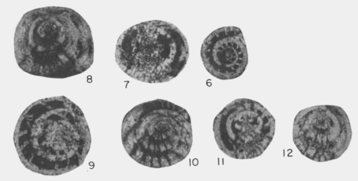 Laffitteina melona Rahaghi, 1976