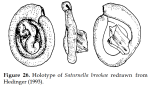 Saturnella brookeae Hedinger, 1993