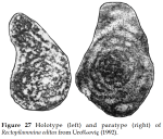 Rectopilammina editea Urošević, 1992