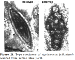 Agathammina judicariensis Premoli Silva, 1971