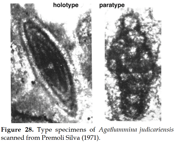 Agathammina judicariensis Premoli Silva, 1971