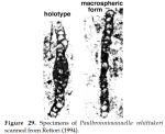 Paulbronnimannella whittakeri Rettori, 1994