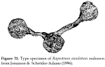 Ropostrum amuletum Jonasson & Schröder-Adams, 1996