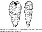 Acostata mariae (Acosta, 1940)