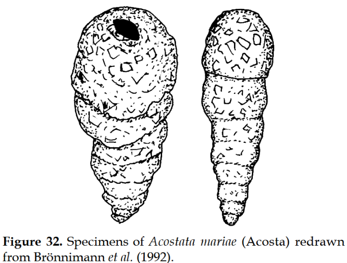 Acostata mariae (Acosta, 1940)