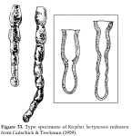 Reophax lachrymosa Gutschick & Treckman, 1959