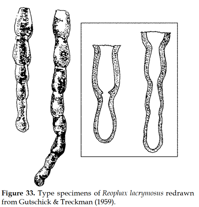 Reophax lachrymosa Gutschick &amp; Treckman, 1959