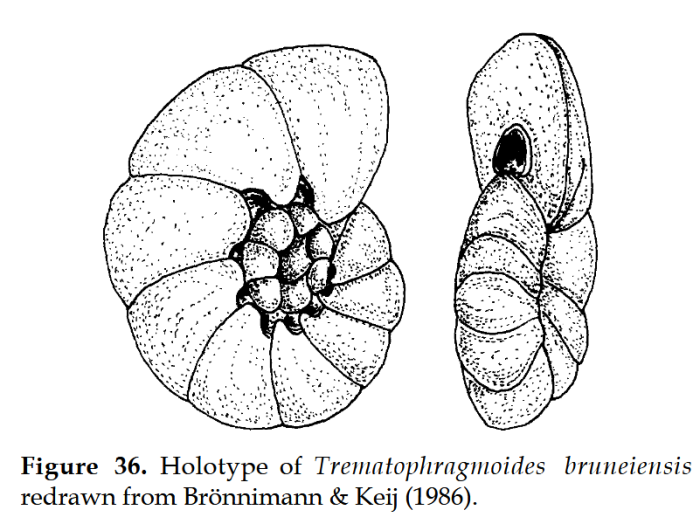Trematophragmoides bruneiensis Brönnimann &amp; Keij, 1986