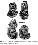Ostiobaculites salsus Brönnimann, Whittaker & Zaninetti, 1992