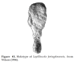 Lapillincola faringdonensis Wilson, 1986