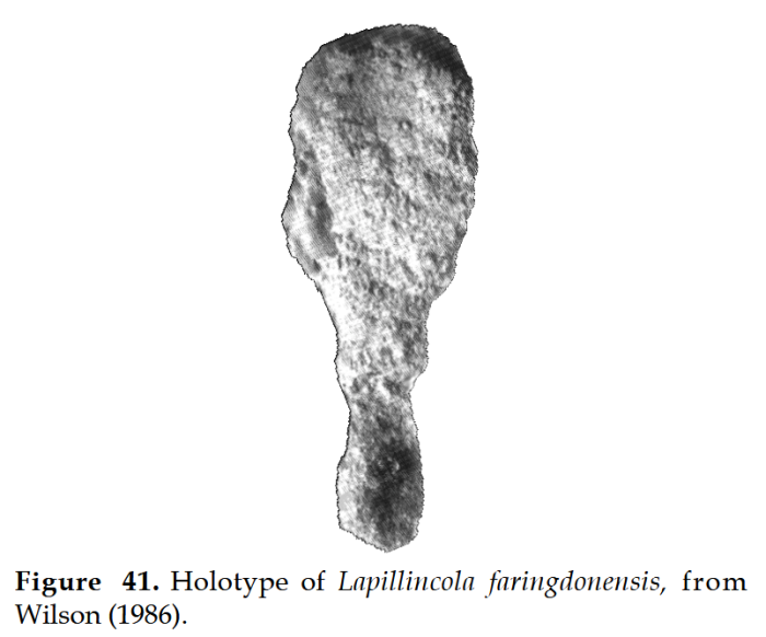 Lapillincola faringdonensis Wilson, 1986