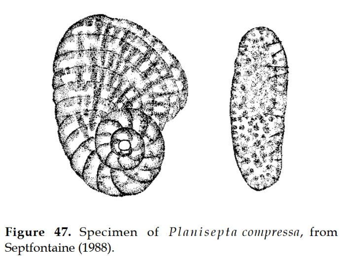 Planisepta compressa (Hottinger, 1967)