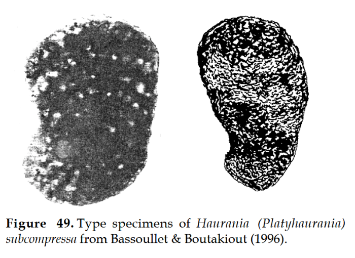 Haurania (Platyhaurania) subcompressa Bassoullet &amp; Boutakiout, 1996