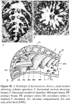 Kastamonina abanica Sirel, 1993