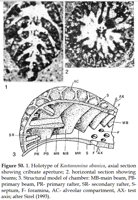 Kastamonina abanica Sirel, 1993