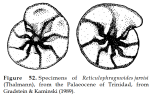 Reticulophragmoides jarvisi (Thalmann, 1932)