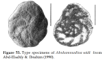 Abuhammadina saidi Abd-Elshafy & Ibrahim, 1990