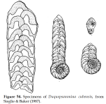 Duquepsammia cubensis (Cushman & Bermúdez, 1937), author: Le Coze, François