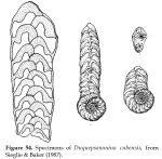 Duquepsammia cubensis (Cushman & Bermúdez, 1937)