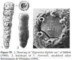 Trunculocavus durrandi Brönnimann & Whittaker, 1993