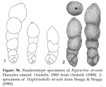 Haghimashella arcuata (Häusler, 1890)
