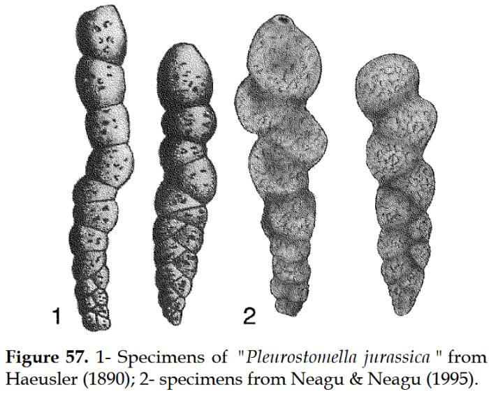Bicazammina jurassica (Häusler, 1890)