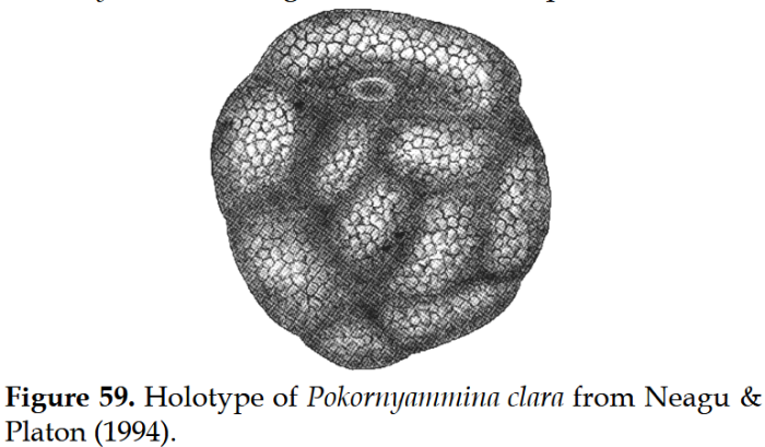 Pokornyammina clara Neagu &amp; Platon, 1994